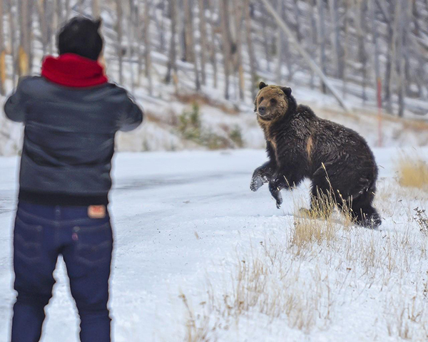 A person studies a grizzly bear